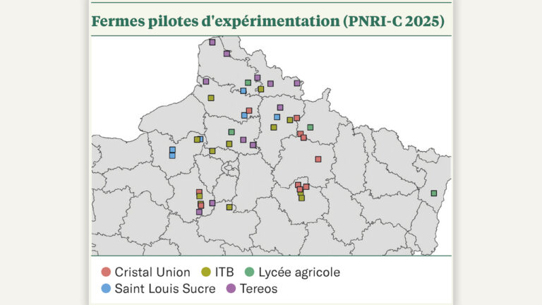 Fermes pilotes d’expérimentation (FPE) : où en sont les recherches contre la jaunisse ?