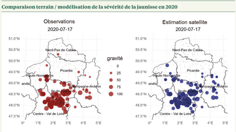 BEET-SAT : mesurer la jaunisse de la betterave par satellite