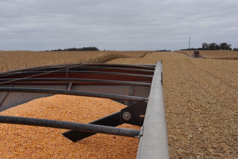 Cinq pays produiront 410 Mt de blé à eux seuls