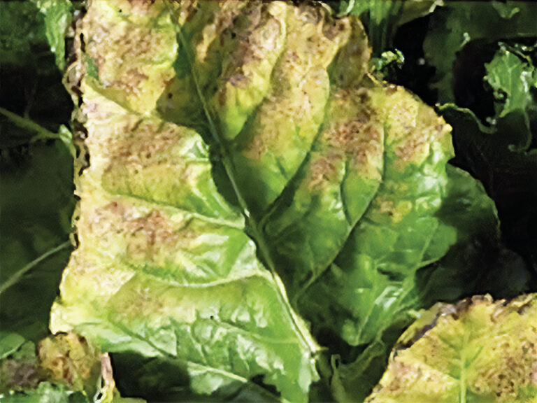 Quels sont les virus de la jaunisse présents en plaine en 2025 ?