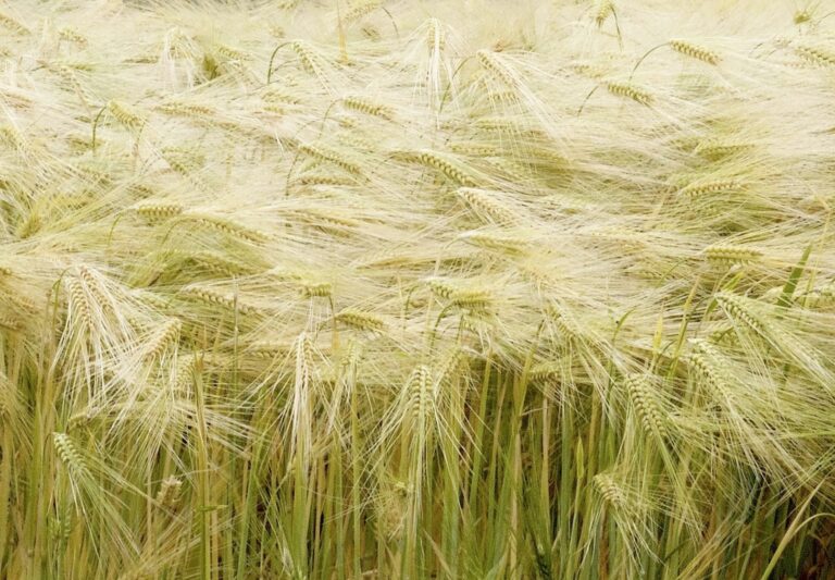Orge qui rit, blé qui pleure