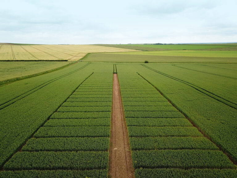 Modes d’action et variabilité des réponses en biostimulation