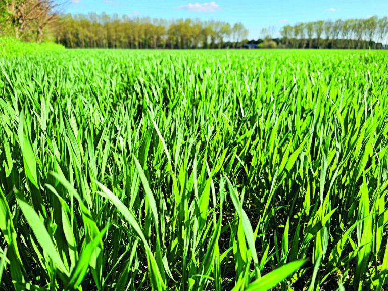 Face à la septoriose, le biocontrôle marque des points en T1