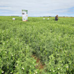 Raisonner la protection fongicide dès le début de la floraison 1 Raisonner la protection fongicide dès le début de la floraison