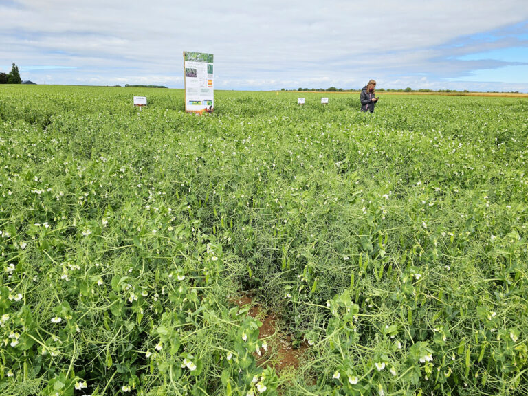 Raisonner la protection fongicide dès le début de la floraison