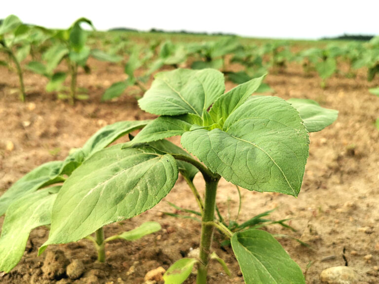Une pression du mildiou en hausse, y compris au nord de la France
