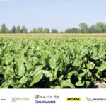 Des journées techniques pour mieux piloter la culture de la betterave