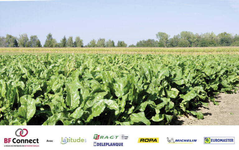 Des journées techniques pour mieux piloter la culture de la betterave
