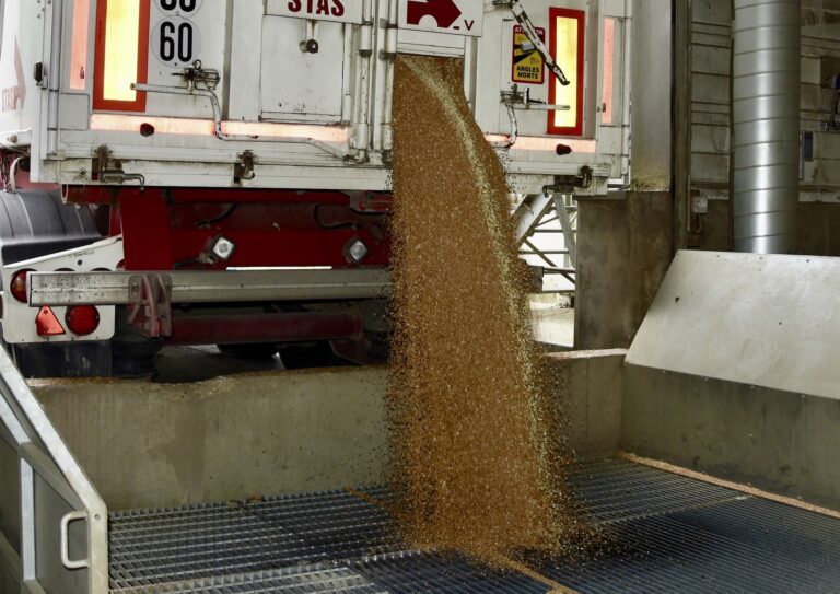 Un début d’année très encombré sur le marché du blé