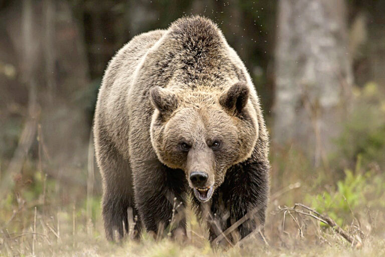 Au Japon, l’ours attaque