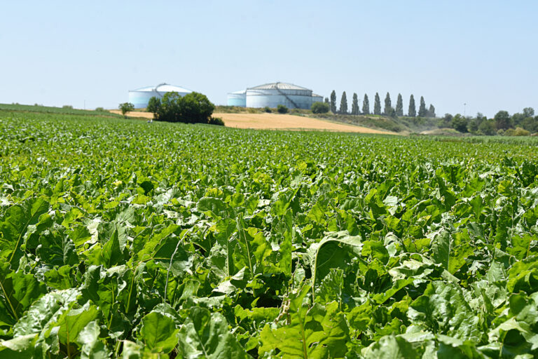 Le secteur sucrier français leader européen sur l'agriculture régénératrice