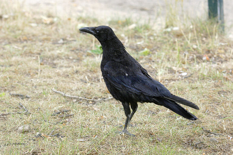 ESOD mode d’emploi