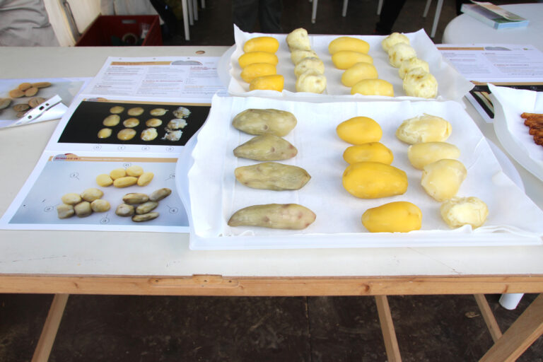 Bientôt des graines d’hybrides diploïdes de pommes de terre&nbsp;?