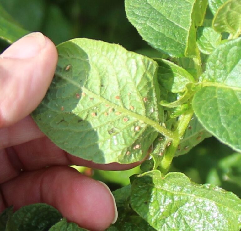 Pression fongique faible et peu de tare terre en 2025