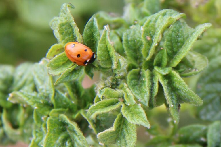 Des dégâts en végétation, de la virose et des luttes indirectes