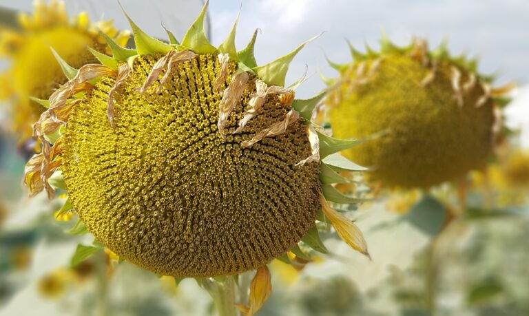 Précocité et profil maladies guident le choix variétal du tournesol