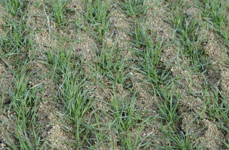 Prix du blé : les températures polaires laissent de glace les marchés