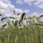 Une quinzaine sans éclat sur les prix