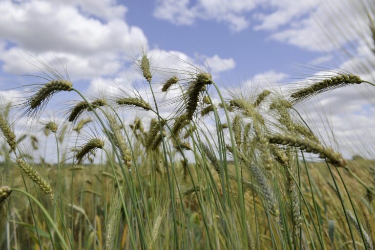 Une quinzaine sans éclat sur les prix