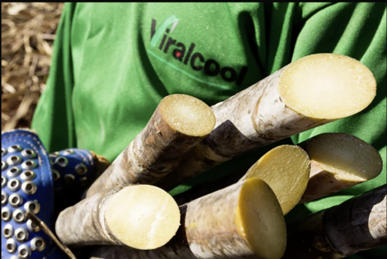 Tereos va céder une de ses usines au Brésil