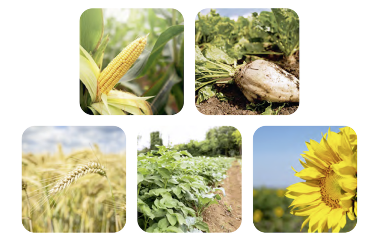 Au bord de la rupture, les producteurs de grandes cultures appellent à un plan de sauvegarde immédiat