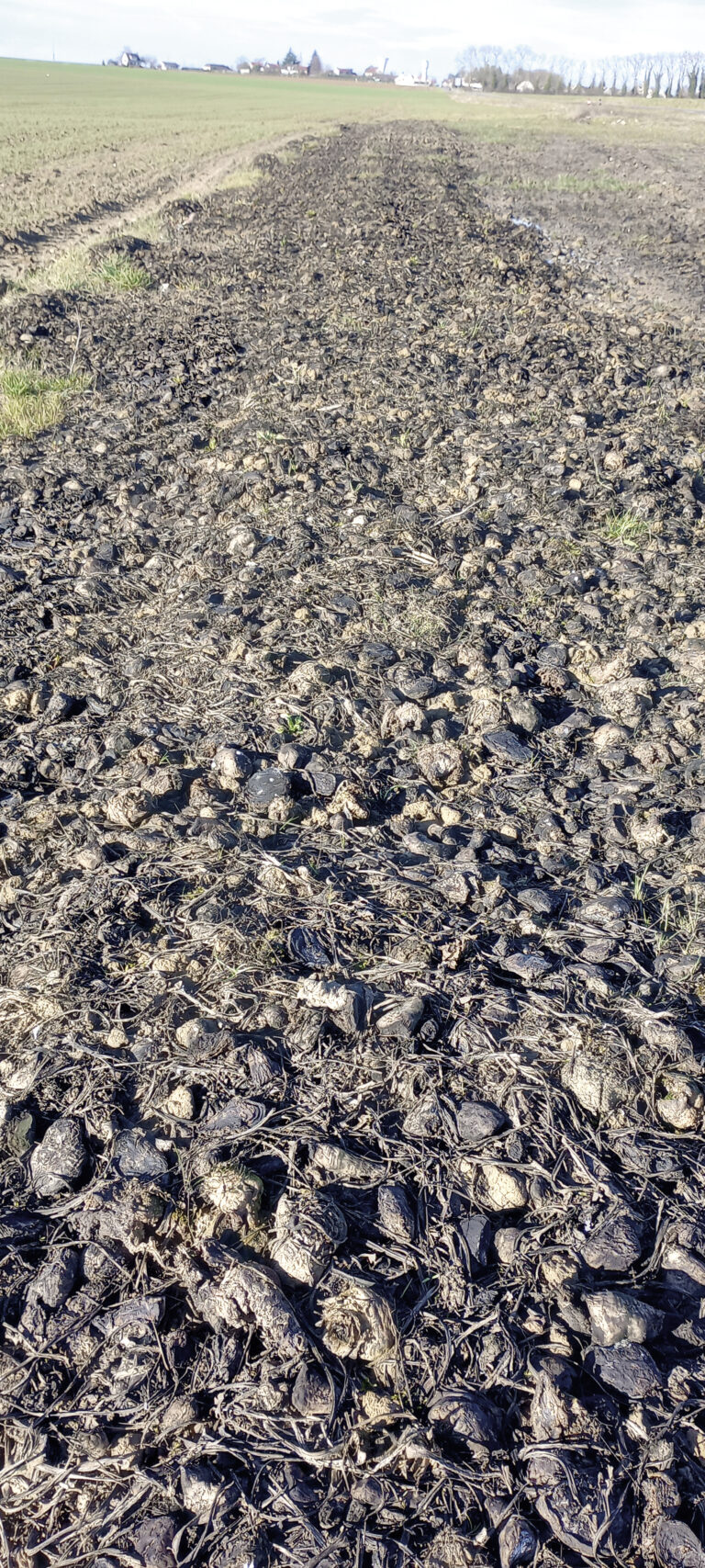 Gestion prophylactique de la jaunisse