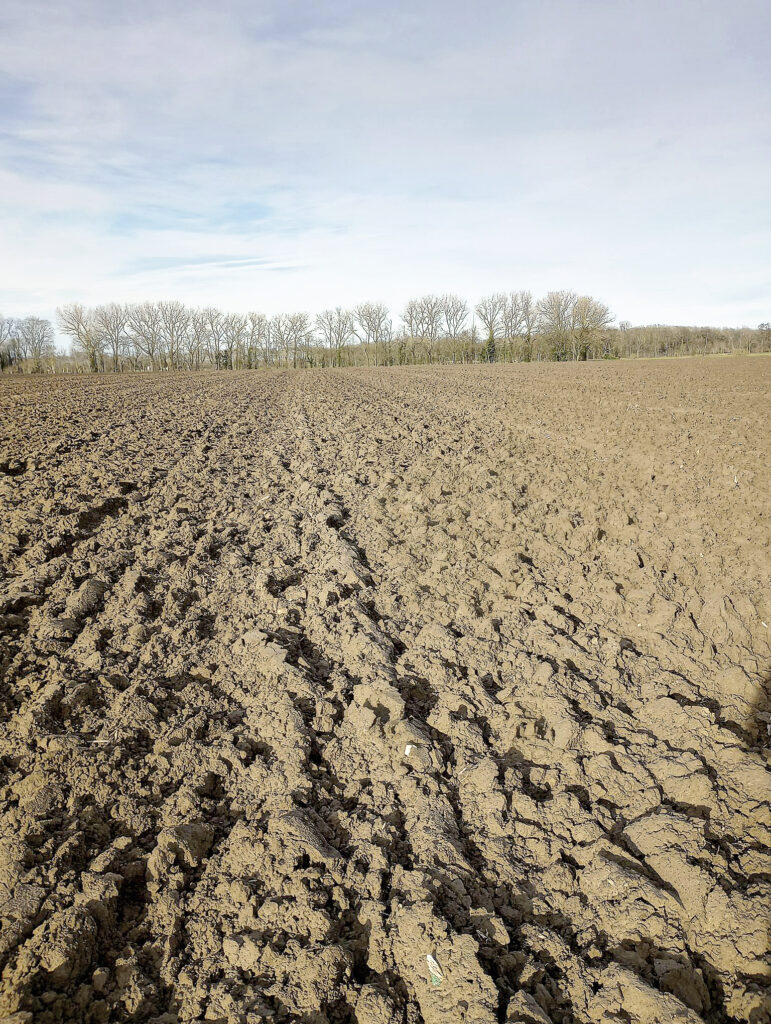 Au Japon, l’ours attaque