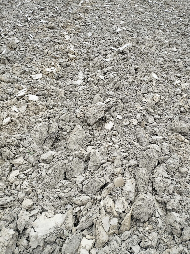 Au Japon, l’ours attaque