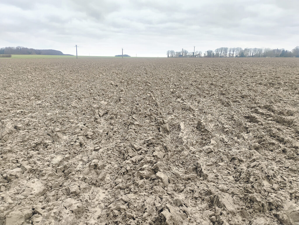 Au Japon, l’ours attaque
