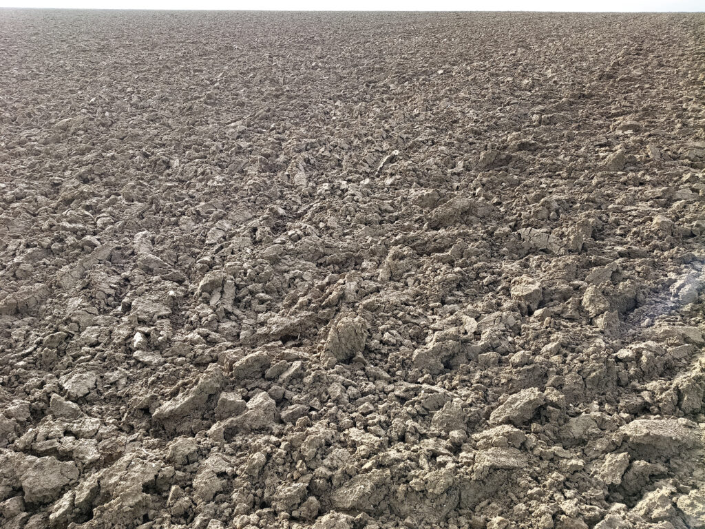 Au Japon, l’ours attaque