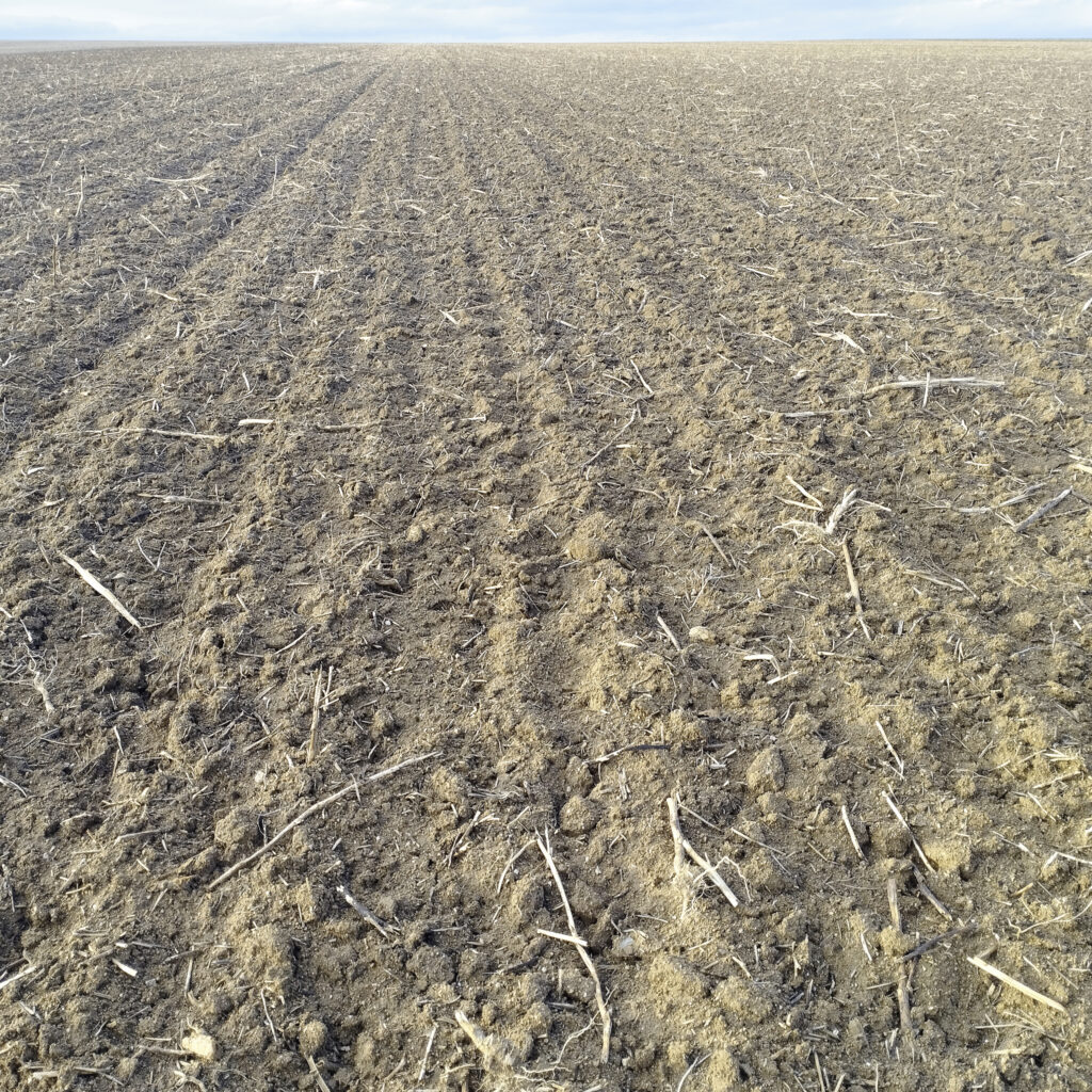 Au Japon, l’ours attaque