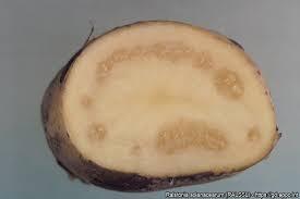 Ralstonia solanacearum progresse en 2025