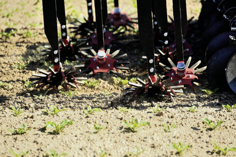 Des solutions complémentaires au désherbage chimique des graminées