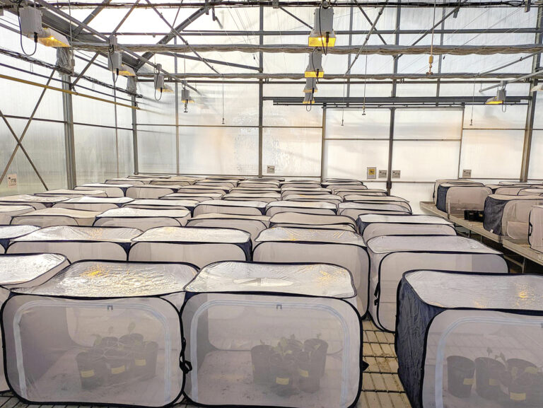 Les produits de biocontrôle évalués sous serre