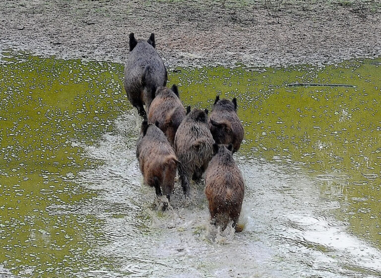 Sangliers : qui veut gagner un million ?