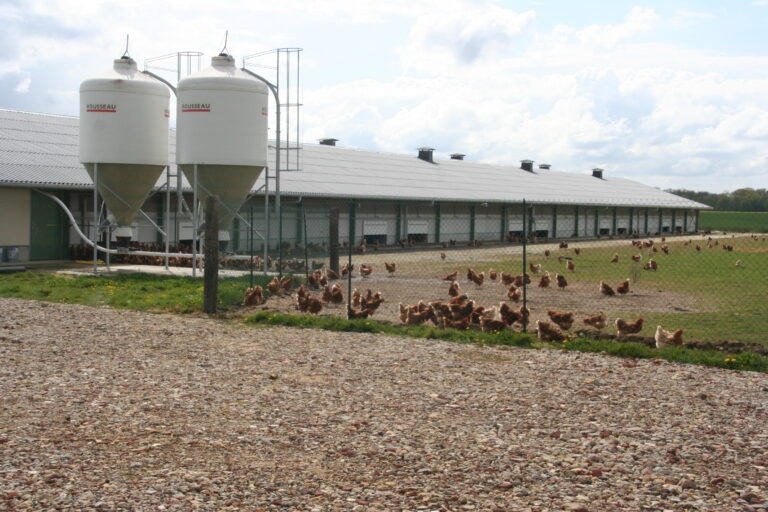 Cocorette recherche des producteurs de poules pondeuses