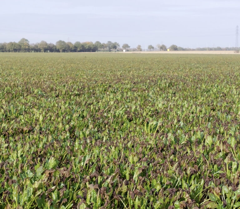 La recherche veut anticiper les résistances des ravageurs