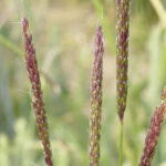 Dans les champs, les graminées gagnent inexorablement du terrain 2 Dans les champs, les graminées gagnent inexorablement du terrain