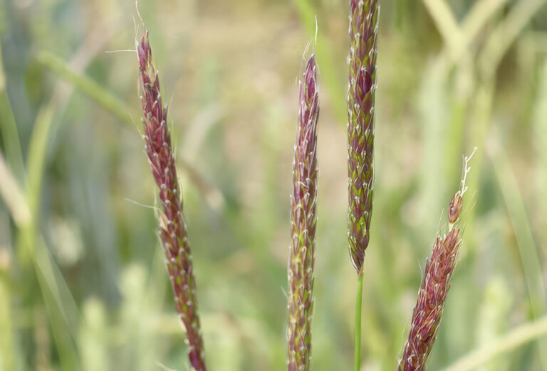 Dans les champs, les graminées gagnent inexorablement du terrain