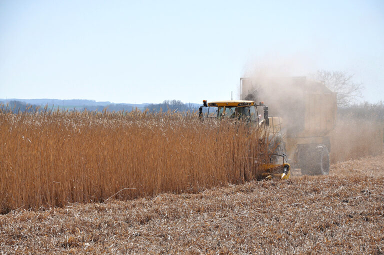 Sézanne veut se chauffer au miscanthus