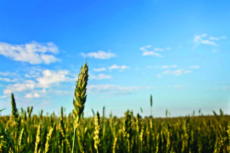 Adama lance deux solutions pour renforcer le désherbage des céréales et du maïs