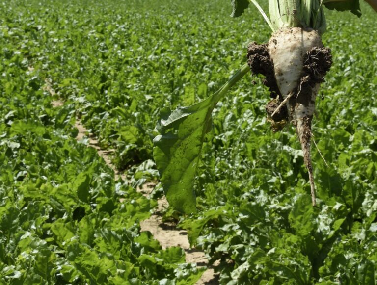 L'autorité belge de la concurrence adresse des griefs à la Raffinerie Tirlemontoise