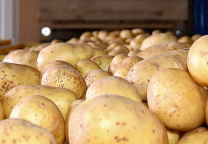 Des patates pour les vaches