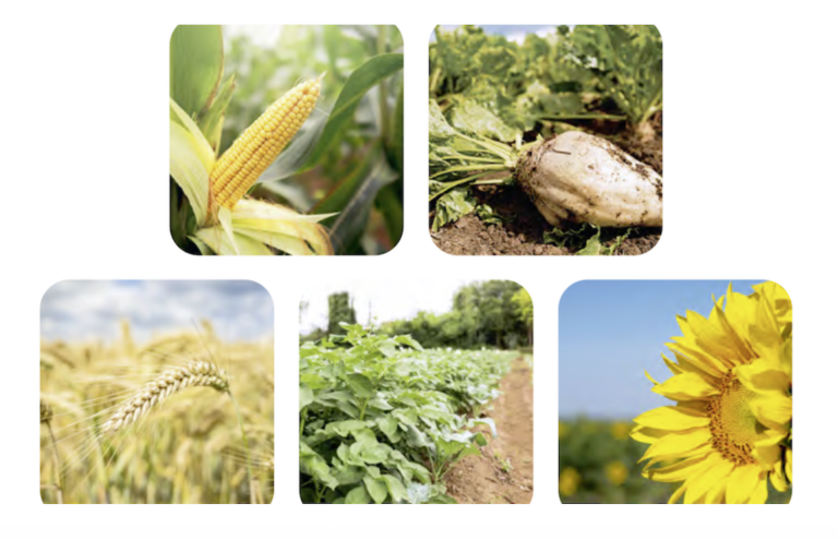 Les producteurs de grandes cultures dénoncent des « mesurettes »