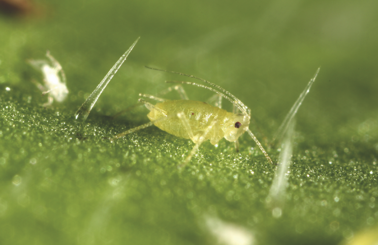 La dérogation d’Insior Gr A renouvelée pour la campagne betteravière 2026