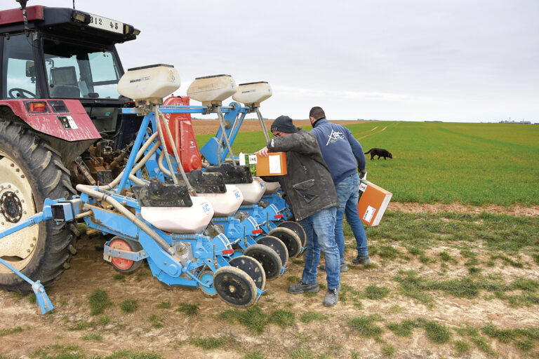 La betterave : Moins rentable, plus risquée… mais toujours semée
