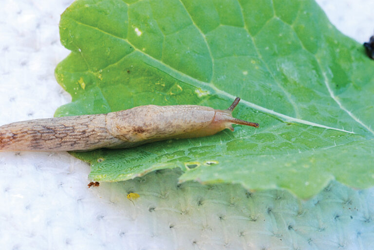 Raisonner la protection des cultures en combinant les leviers agronomiques