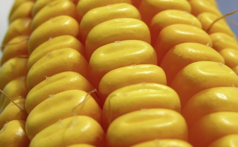 Avec le maïs, le Brésil est le roi du pétrole vert