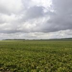 Le Movento obtient une dérogation jusqu’au 13 juillet