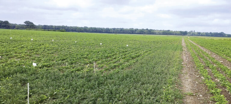 Désherber efficacement en 2026